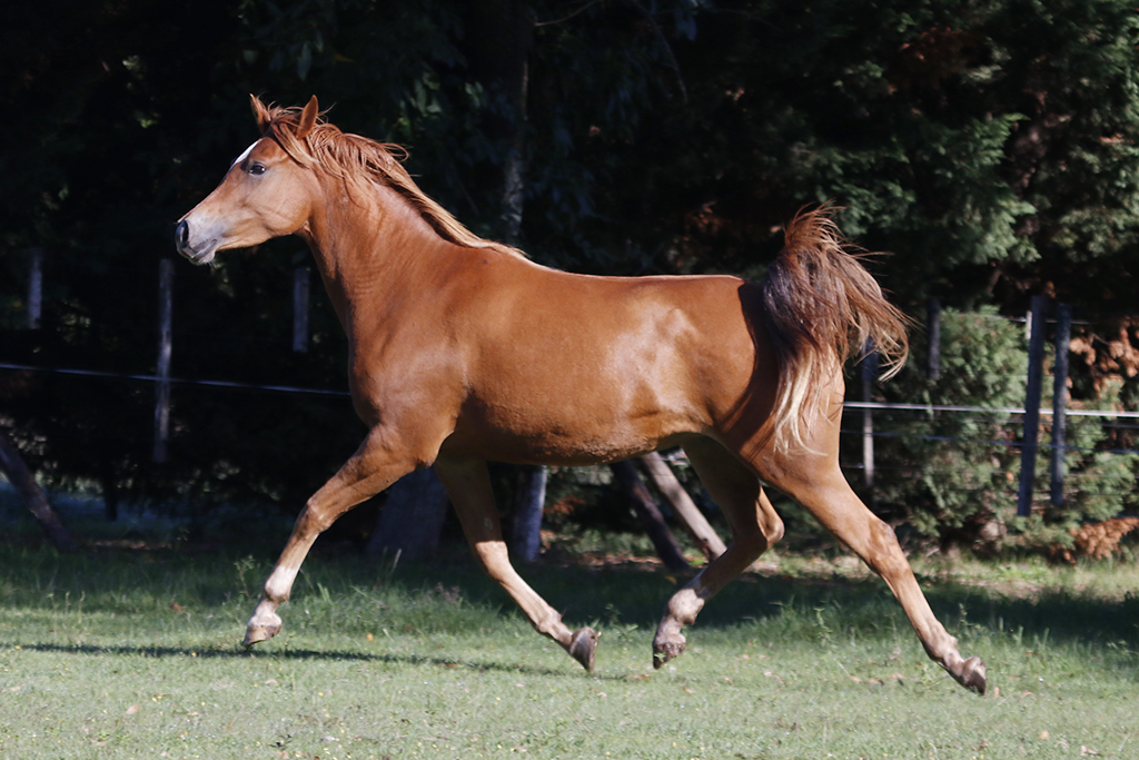RO Lady Samantha