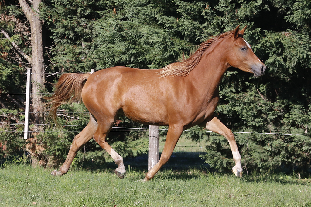 RO Lady Samantha