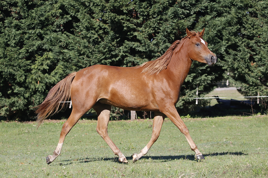 RO Lady Samantha